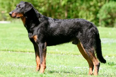 BEAUCERON