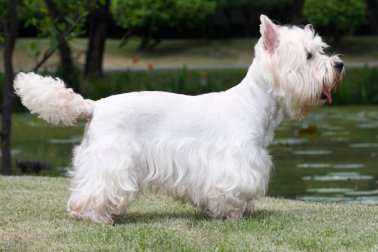 WEST HIGHLAND WHITE TERRIER