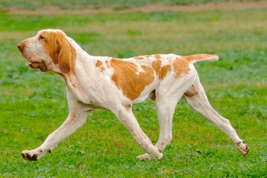 BRACO ITALIANO