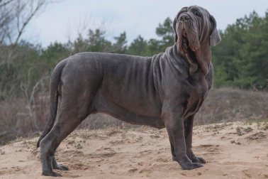 MASTINO NAPOLETANO