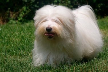 COTON DE TULEAR