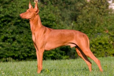 PHARAOH HOUND