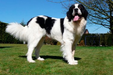 LANDSEER