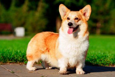 WELSH CORGI PEMBROKE