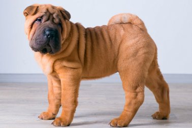 SHAR PEI