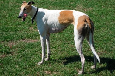 GREYHOUND