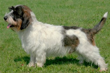 PETIT BASSET GRIFFON VENDÉEN