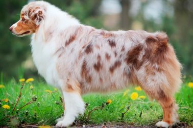 AUSTRALIAN SHEPHERD