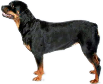 Cão de Lado